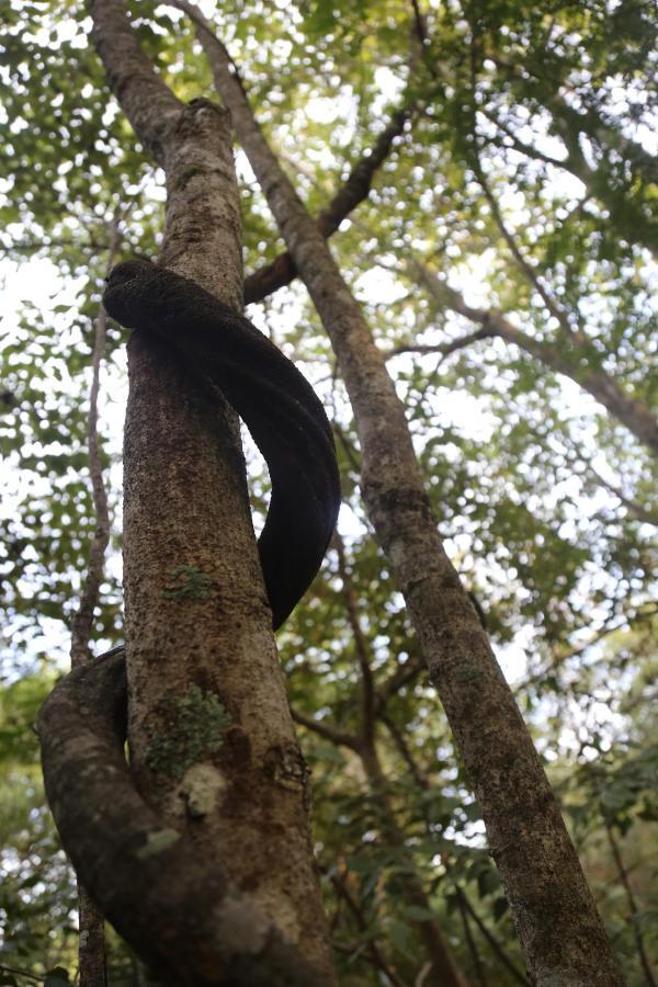 Sky Forest Habarana Luaran gambar